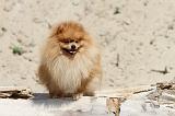 SPITZ ALLEMAND 163